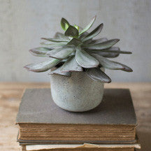 7" Succulent with Cement Pot - Mix Home Mercantile
