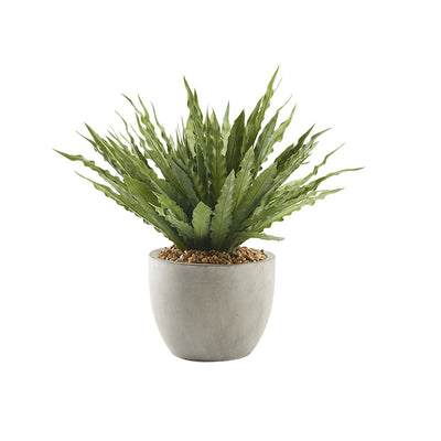 Green Plant in Medium Grey Pot