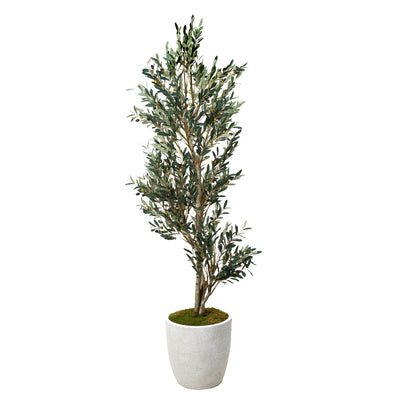 7.5' Olive Tree with White Pot