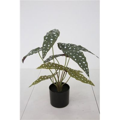 Faux Begonia Maculata Plant with Pot