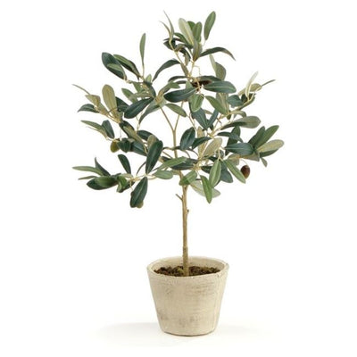 19" Olive Tree