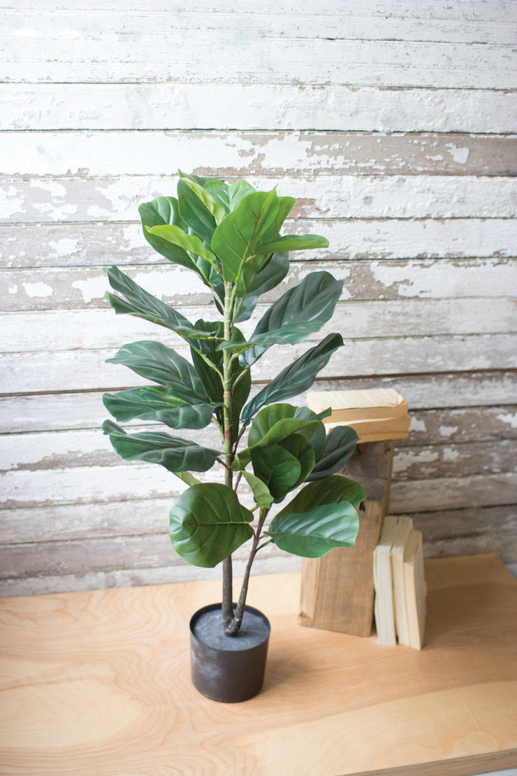 Fiddle Leaf Fig in Pot - Mix Home Mercantile
