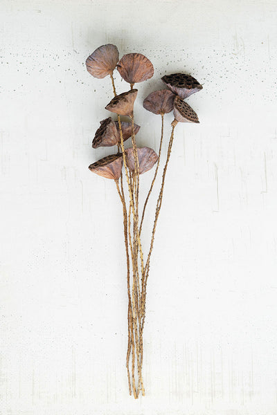 Bundle of Natural Lotus Pods on Twigs - Mix Home Mercantile
